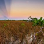 Make disciples like the mangrove.
